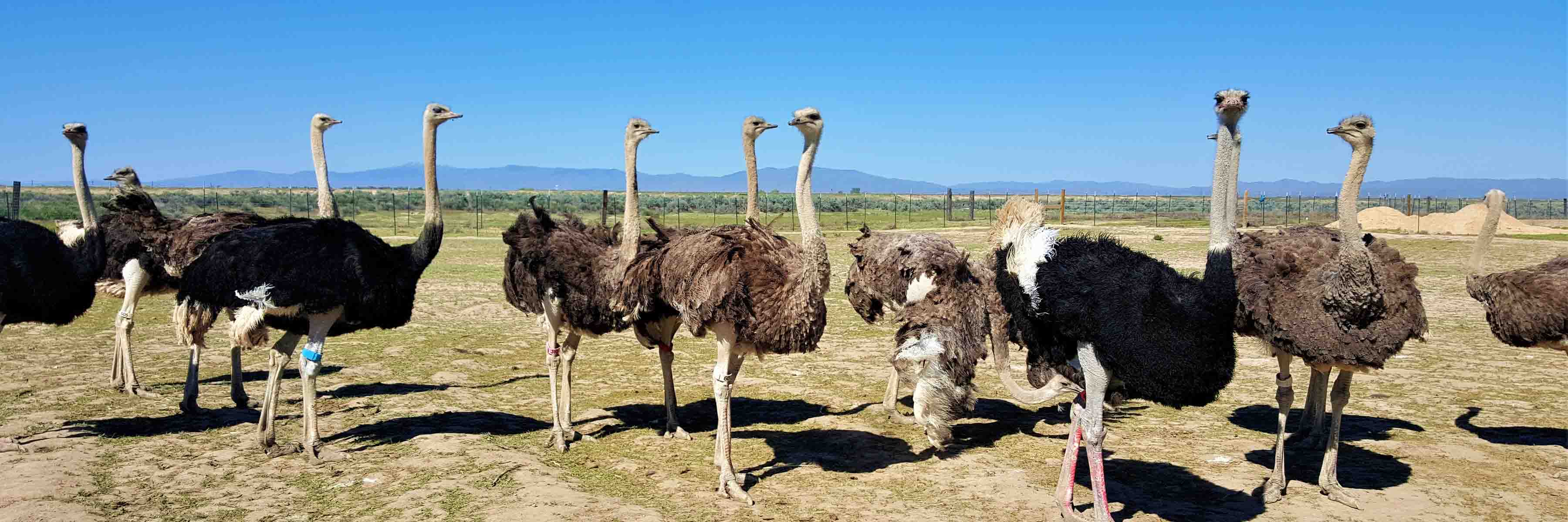 Small Business Success Story: American Ostrich Farms  